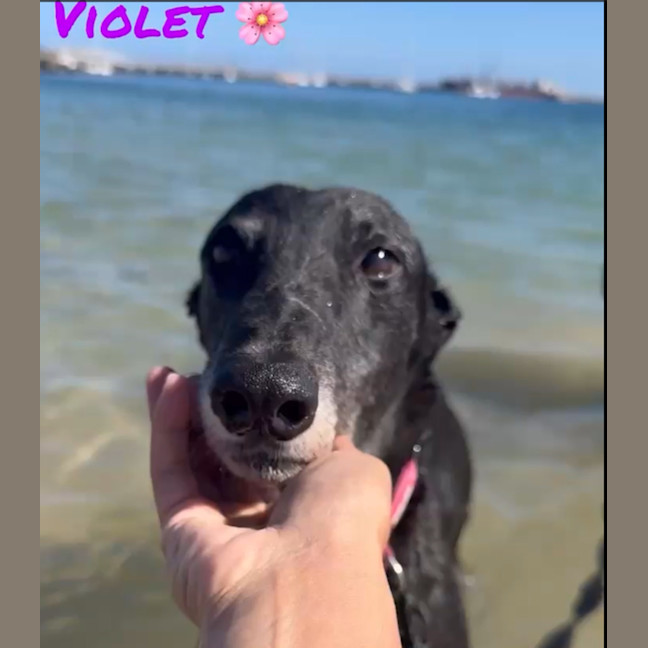 Photo of Violet The Greyhound