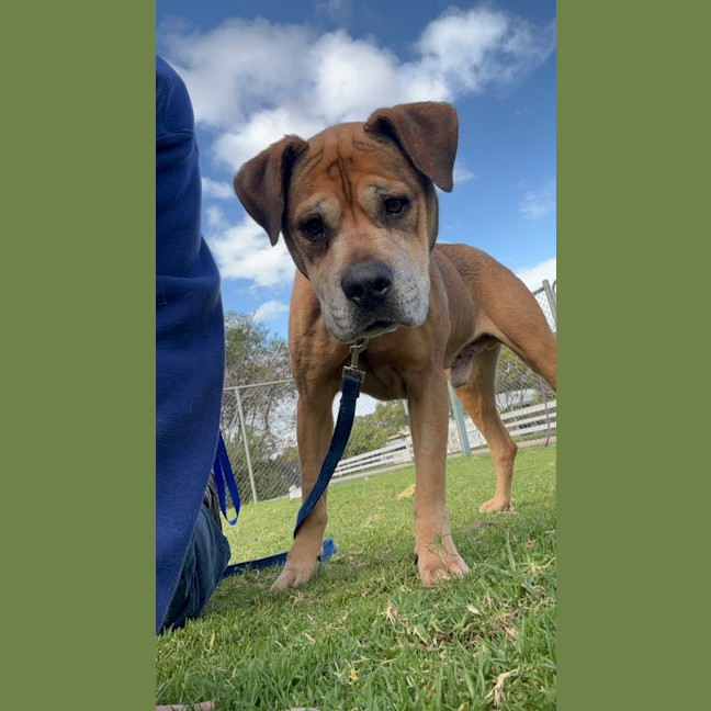 Photo of Bodhi