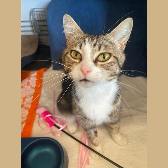 Photo of Possum  Meet Me At Pe Tstock Milperra!