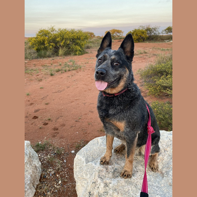 Photo of Dusty