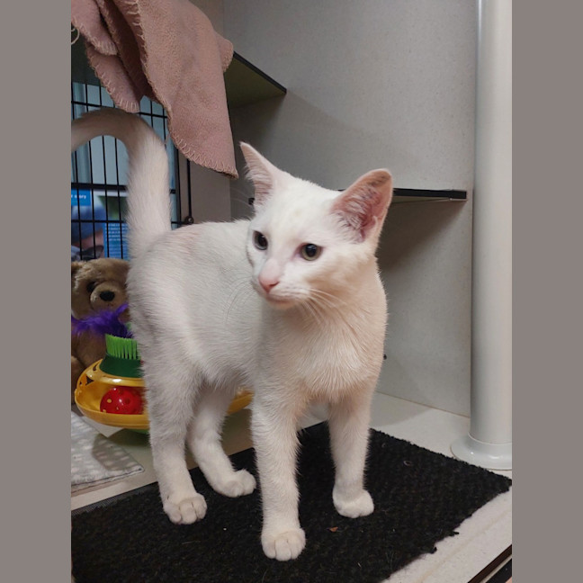 Photo of Gideon