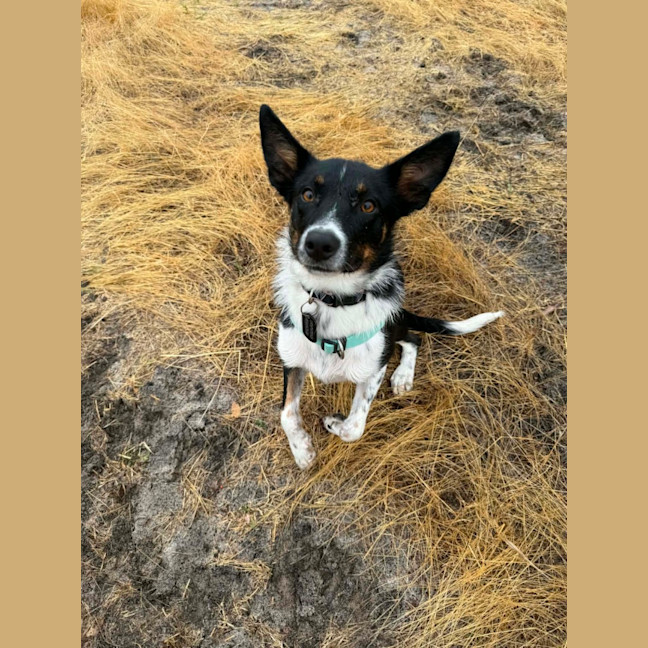 Photo of Poppy