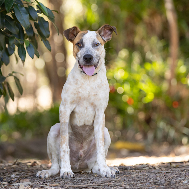 Photo of Bolt