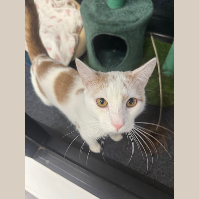 Photo of Bagel
