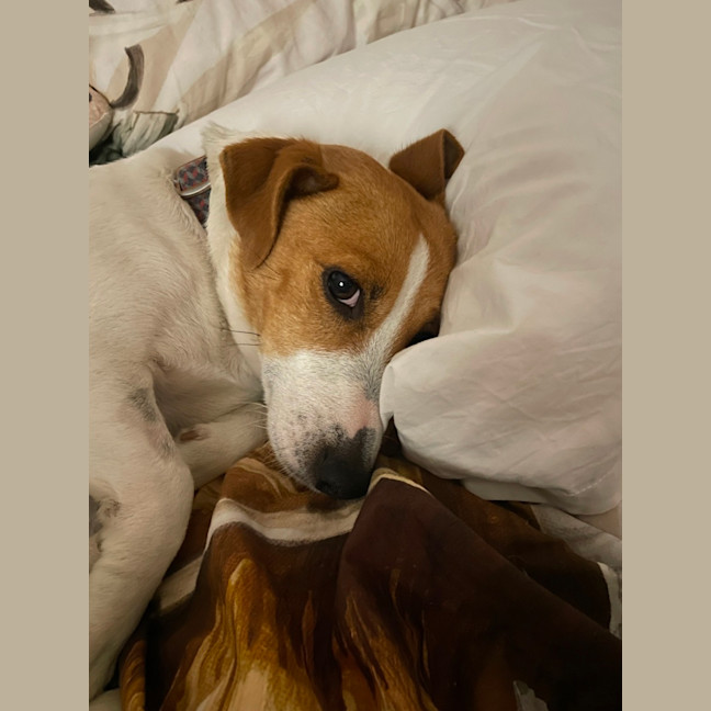 Photo of Elsa   3 Year Old Jack Russell X (Trial)