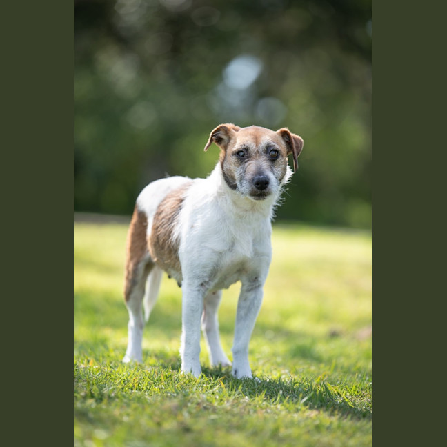 Photo of Josie