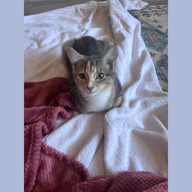 Photo of Twix