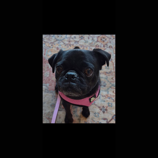 Photo of Sage 