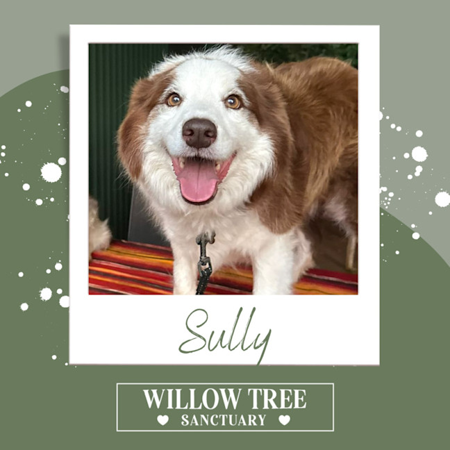 Photo of Sully