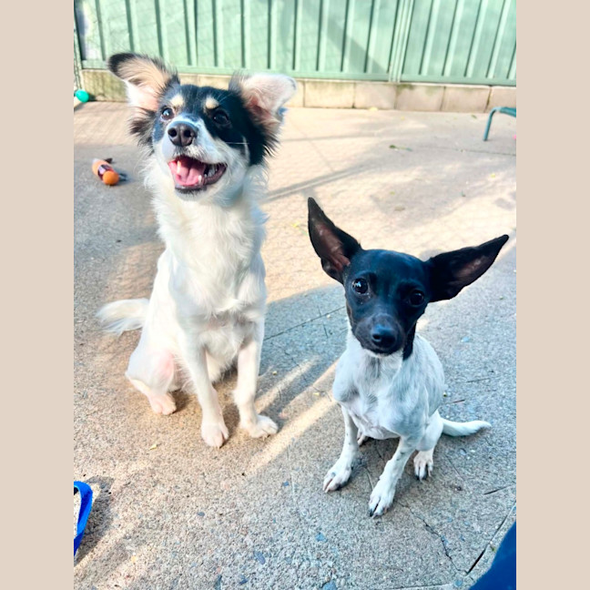 Photo of Kojo & Toko