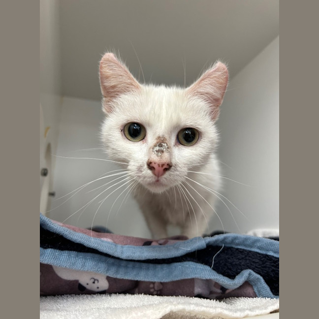 Photo of Wild Berry Princess