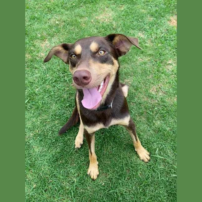 Photo of Dexter