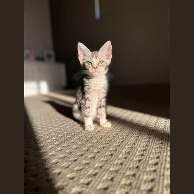 Photo of Atlas