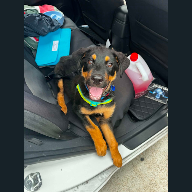 Photo of Skippy   4 Month Old Rottweiler X Shepherd
