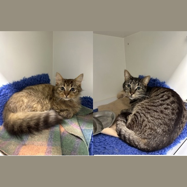 Photo of Benji (Bonded To Coco)