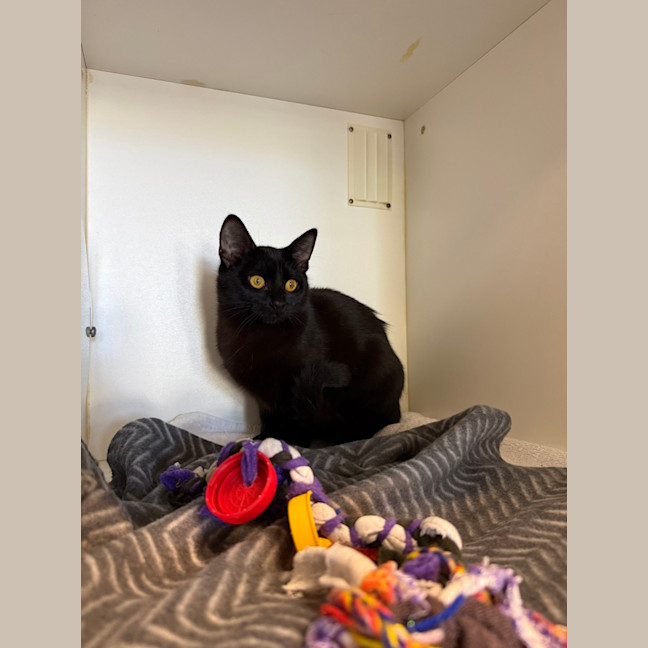 Photo of Upsy Daisy (Shadow)