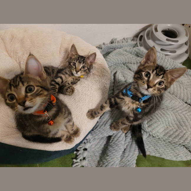 Photo of  Joey   Now At Pet Quarters Belmont 