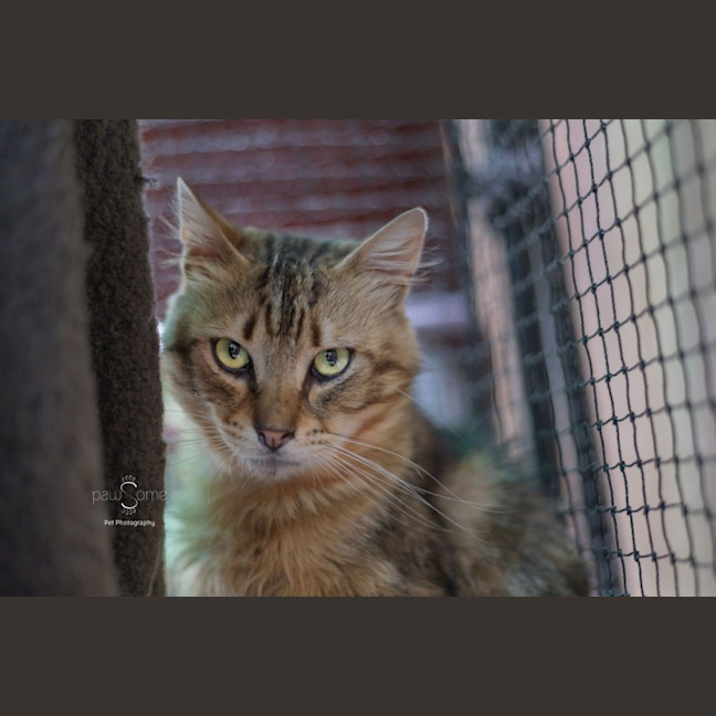 Photo of Ruben **2nd Chance Cat Rescue**