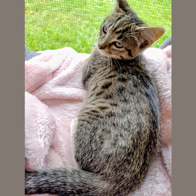 Photo of Ziva