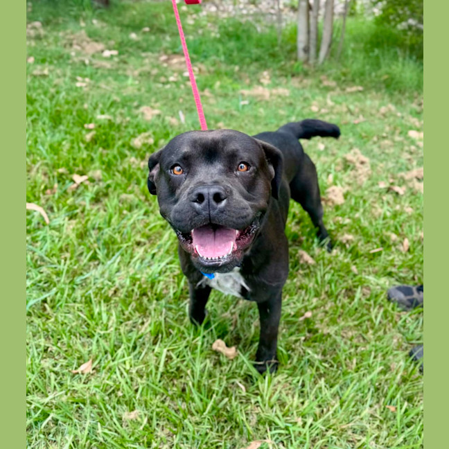 Photo of Major *$350 Adoption Fee*