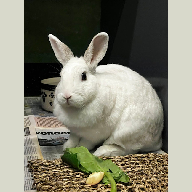 Photo of Smudge
