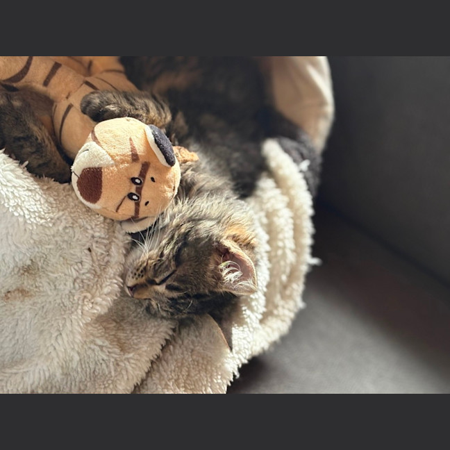 Photo of Larry 😻😻💙💙