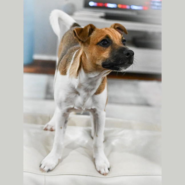 Photo of Cookie