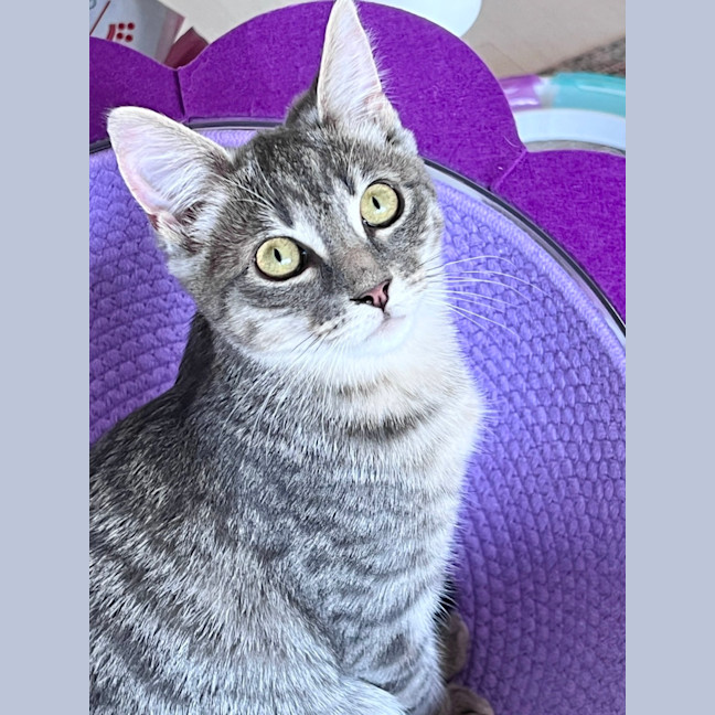Photo of Ophelia