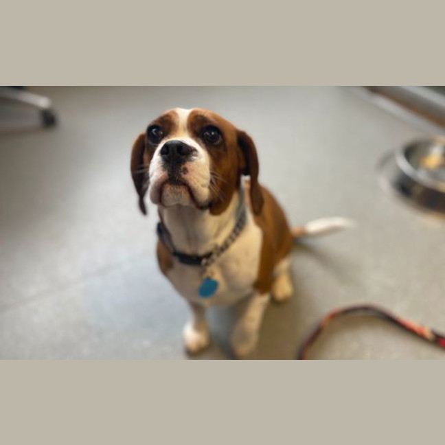 Photo of Marley