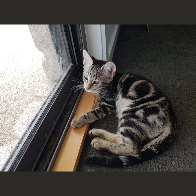 Photo of Fern