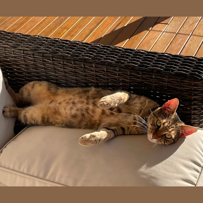 Photo of C1459 Celeste