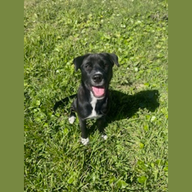 Photo of Mochi   4 Month Old Sharpei X Bullmastiff
