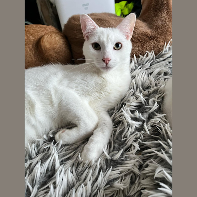 Photo of Leander *9 Lives Project Rescue*