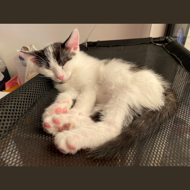 Photo of Oreo