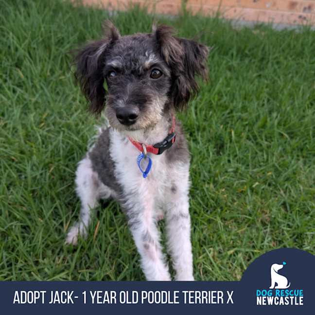 Photo of Jack   1 Year Old Poodle X Terrier 