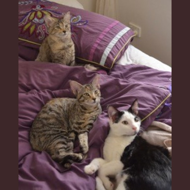 Photo of Oscar   4 Month Old Domestic Medium Hair