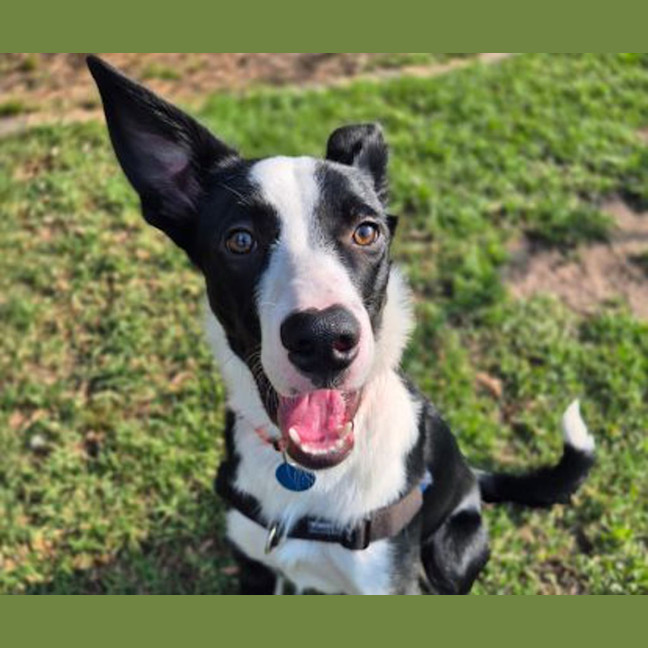 Photo of Sir Remington The 3rd