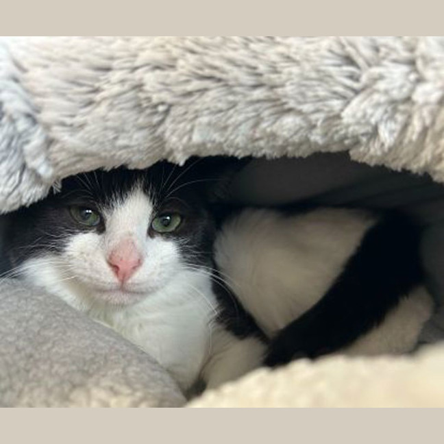 Photo of Oreo