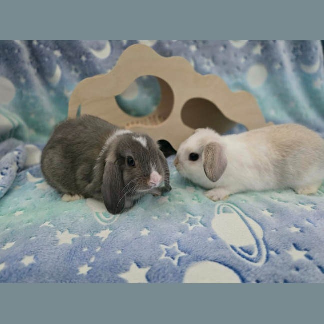 Photo of Cloud / Misty