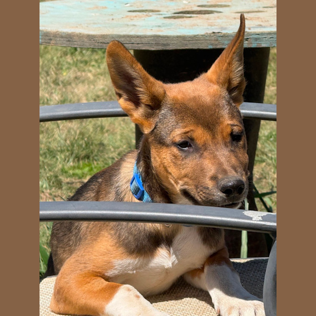 Photo of Rex 