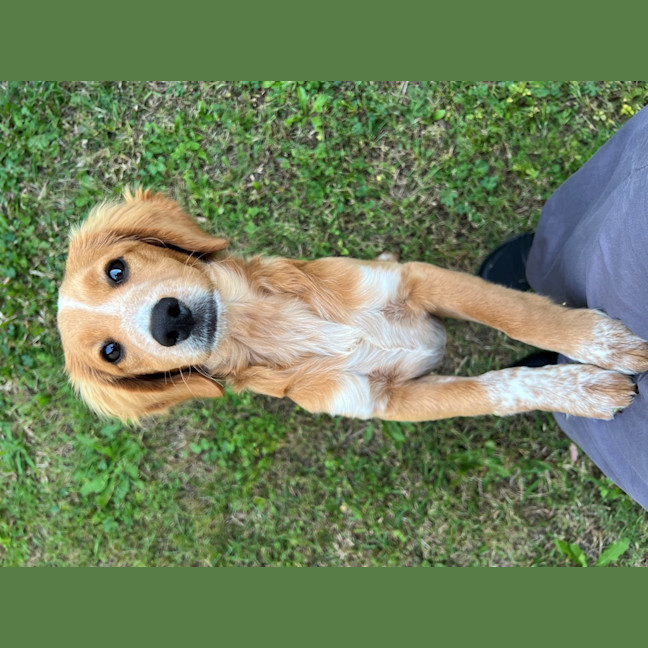 Photo of Albie