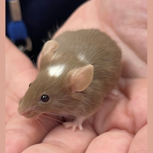 Photo of Roquefort