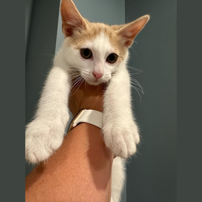 Photo of Sunny Boy ☀️meet Me@Petstock Mornington Nepean Hwy