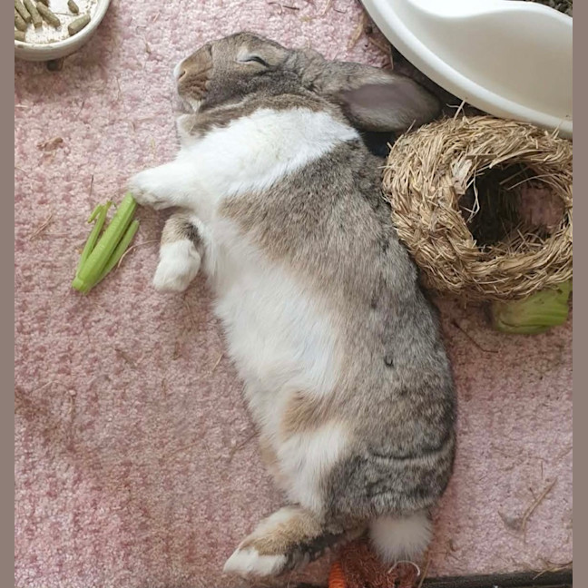 Photo of 🐰Artemis & Willow🐰   Located In Brunswick 