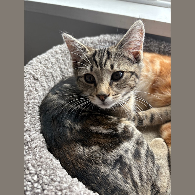 Photo of Lady Maisie