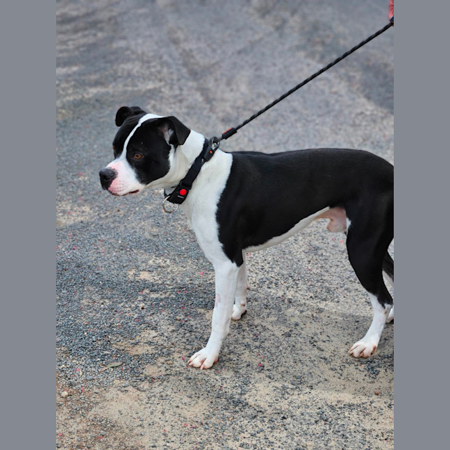 Photo of Banjo