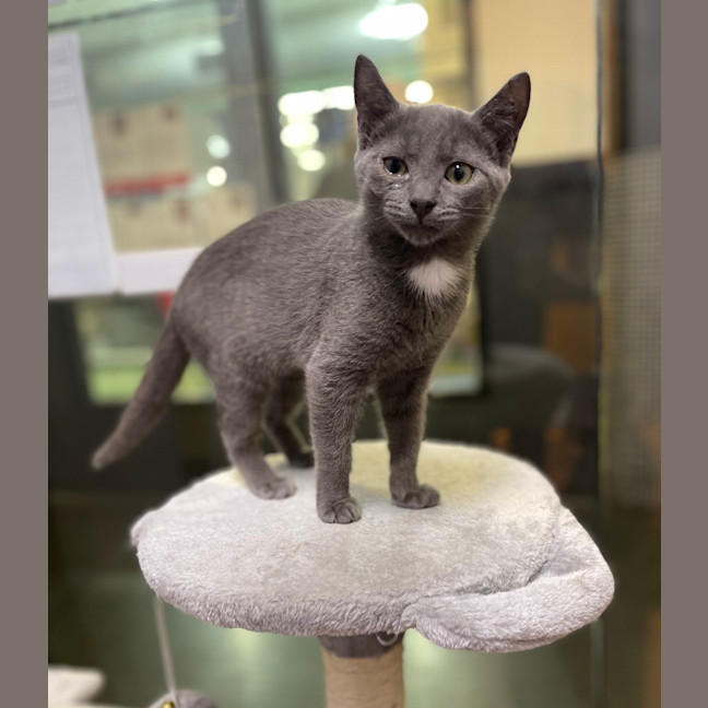 Photo of Indy