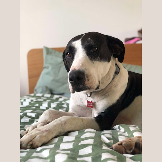 Photo of Koda