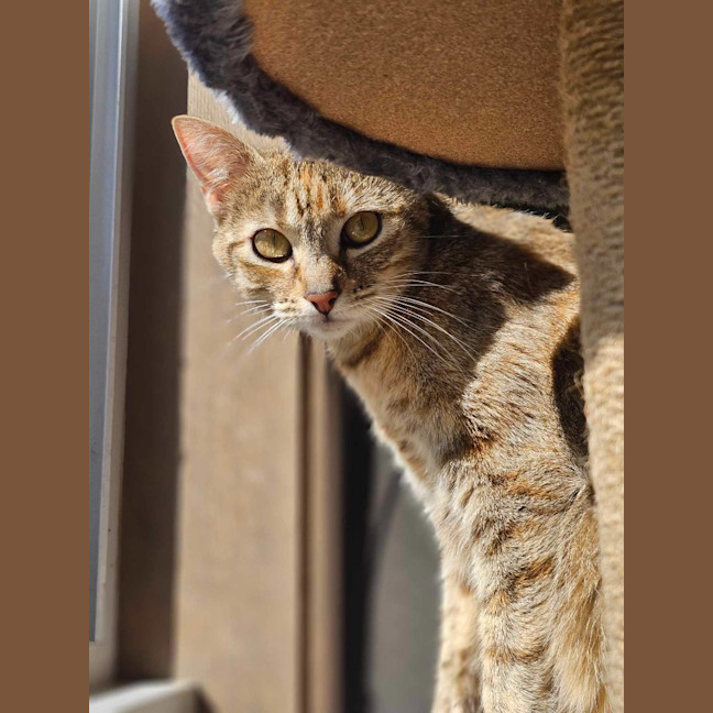 Photo of Willow