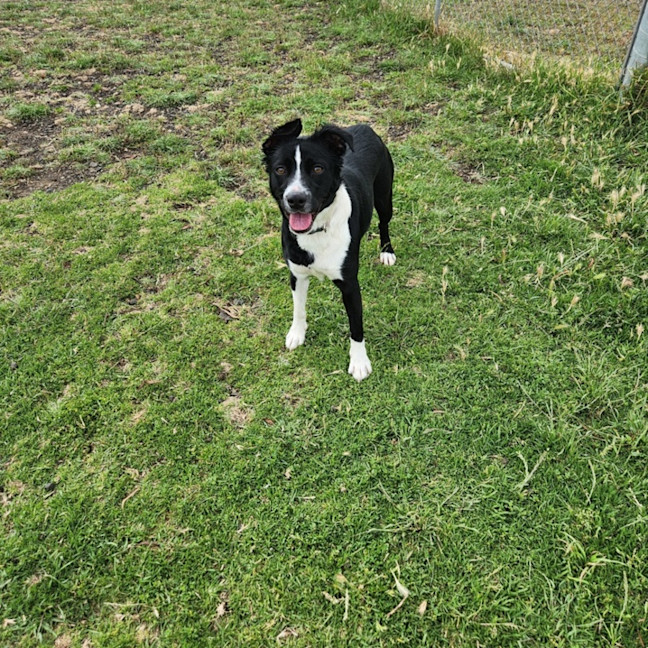 Photo of Dixie (67299)